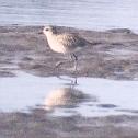 [American Golden Plover]