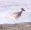 [American Golden Plover]