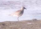[American Golden Plover]