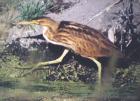 [American Bittern]