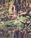 [American Bittern]