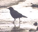 [American Crow]