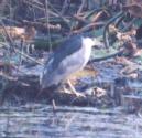 [Black-crowned Night Heron]