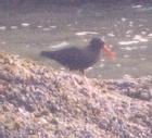 [Black Oystercatcher]