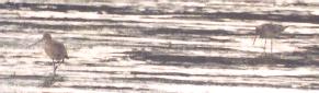 [Bar-tailed Godwit]