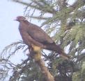 [Band-tailed Pigeon]