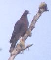 [Band-tailed Pigeon]