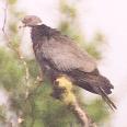 [Band-tailed Pigeon]