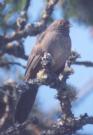 [California Towhee]