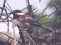[Chestnut-bcked Chickadee]
