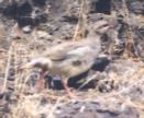 [Chukar]