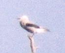 [Clark's Nutcracker]