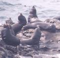 [California Sea Lion]