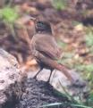 [Fox Sparrow]