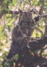 [Great-horned Owl]