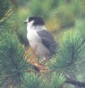 [Gray Jay]