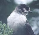 [Gray Jay]