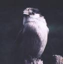 [Gray Jay]