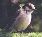 [Gray Jay]