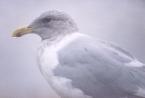 [Glaucous-winged Gull]