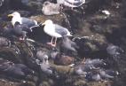 [Heerman's Gull]