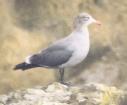 [Heerman's Gull]