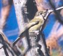 [Hutton's Vireo]