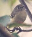 [Hutton's Vireo]