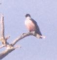 [Lewis' Woodpecker]