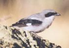 [Loggerhead Shrike]