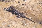 [lizard]