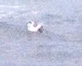 [Marbled Murrelet]