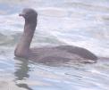 [Pelagic Cormorant]