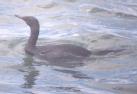 [Pelagic Cormorant]