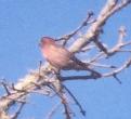 [Purple Finch]