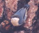 [Pygmy Nuthatch]