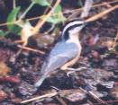 [Red-breasted Nuthatch]
