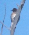 [Red-breasted Sapsucker]