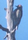 [Red-breasted Sapsucker]
