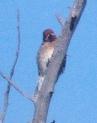 [Red-breasted Sapsucker]