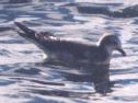 [Sabine's Gull]