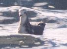 [Sabine's Gull]