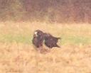 [Swainson's Hawk]