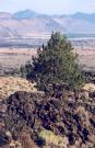 [Lava Beds NM]