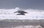 [Pacific Ocean]