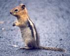 [Golden-mantled Squirrel]