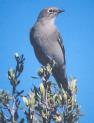 [Townsend's Solitaire]