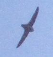 [Vaux's Swift]