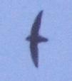 [Vaux's Swift]