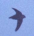 [Vaux's Swift]